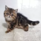 エキゾチックショートヘア【岡山県・男の子・2025年9月6日・ブラウンクラシックタビー】の写真2