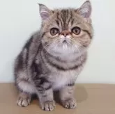 エキゾチックショートヘア【岡山県・男の子・2025年9月6日・ブラウンクラシックタビー】の写真2