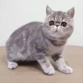 エキゾチックショートヘア【岡山県・女の子・2025年7月28日・ブルークラシックタビー】の写真3