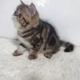 エキゾチックショートヘア【岡山県・男の子・2025年9月6日・ブラウンクラシックタビー】の写真3