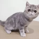 エキゾチックショートヘア【岡山県・女の子・2025年7月28日・ブルークラシックタビー】の写真6