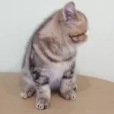 エキゾチックショートヘア【岡山県・男の子・2025年9月6日・ブラウンクラシックタビー】の写真8