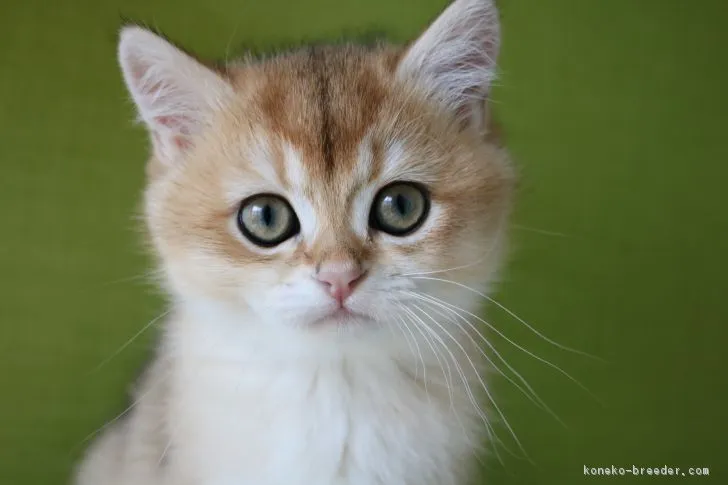 ID：1901-01133の子猫