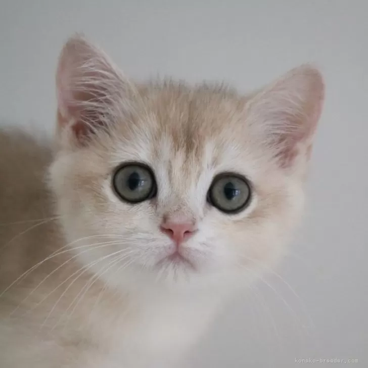ID:2408-01760の子猫
