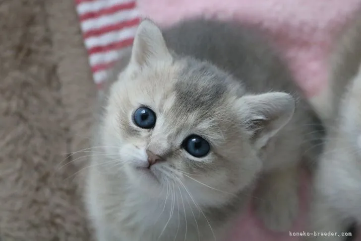 ID：2104-02277の子猫