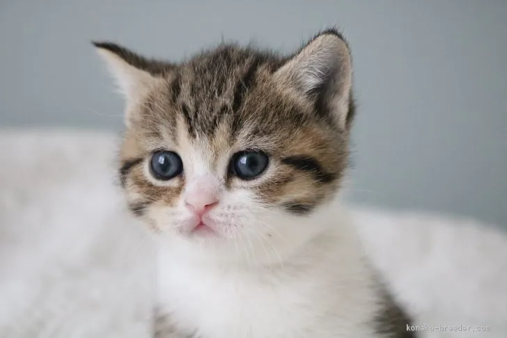 ID：1911-00302の子猫