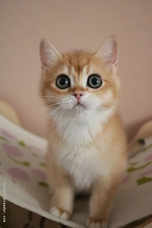 ID:2203-01808の子猫