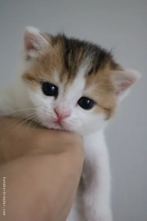 ID:2108-02439の子猫