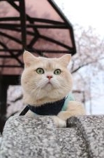 ブリティッシュショートヘア【・男の子・2018年6月8日・ブルーゴールデンチンチラ】「一緒にお花見に行きました★体重5.2㎏⭐」
