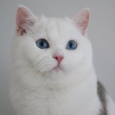 スコティッシュストレート