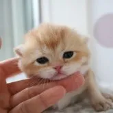 ブリティッシュショートヘア【愛知県・女の子・2023年3月17日・チョコレートゴールデンシェーデッド】の写真1「4/6撮影♪まんまるの女の子」