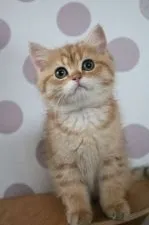 ブリティッシュショートヘア【愛知県・男の子・2022年3月4日・ブラックゴールデンスポッテッドタビー】の写真2「笑ったようなマズルにキュンキュン(*^^*)」