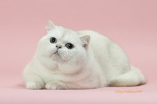 ブリティッシュショートヘア【・男の子・2022年8月29日・シールシルバーチンチラポイント】