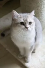 ブリティッシュショートヘア【愛知県・女の子・2019年1月14日・ブルーゴールデン&ホワイト】の写真5「パパ猫のジャスティン♪」