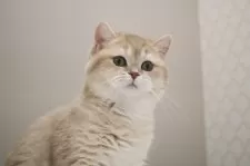 ブリティッシュショートヘア【愛知県・女の子・2024年10月30日・ライラックゴールデンシェーデッド】の写真6