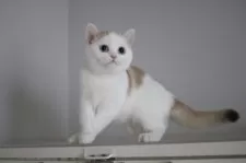 スコティッシュストレート【愛知県・女の子・2025年7月15日・チョコレートゴールデンシェーデッド&ホワイト】の写真15