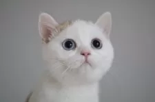 スコティッシュストレート【愛知県・女の子・2025年7月15日・チョコレートゴールデンシェーデッド&ホワイト】の写真13