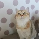 スコティッシュストレート【愛知県・女の子・2025年7月15日・ブラックゴールデンシェーデッド&ホワイト】の写真8