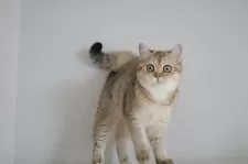 スコティッシュストレート【愛知県・女の子・2025年7月15日・ブラックゴールデンシェーデッド&ホワイト】の写真3