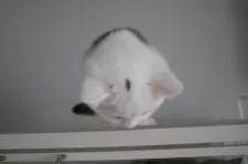 スコティッシュストレート【愛知県・男の子・2025年7月15日・チョコレートティックドタビー&ホワイト】の写真6「ボタン押してみてw」