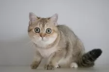 スコティッシュストレート【愛知県・女の子・2025年7月15日・ブラックゴールデンシェーデッド&ホワイト】の写真5