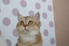 スコティッシュストレート【愛知県・女の子・2025年7月15日・ブラックゴールデンシェーデッド&ホワイト】の写真7