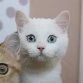 スコティッシュストレート【愛知県・男の子・2025年7月15日・チョコレートティックドタビー&ホワイト】の写真7