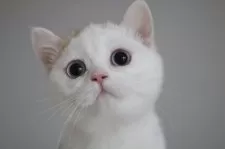 スコティッシュストレート【愛知県・女の子・2025年7月15日・チョコレートゴールデンシェーデッド&ホワイト】の写真14