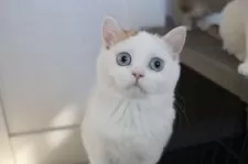 スコティッシュストレート【愛知県・女の子・2025年7月15日・チョコレートゴールデンシェーデッド&ホワイト】の写真7