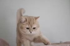 ブリティッシュショートヘア【愛知県・女の子・2024年10月30日・ライラックゴールデンシェーデッド】の写真4「遊ぶの大好き♪」