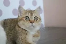 スコティッシュストレート【愛知県・女の子・2025年7月15日・ブラックゴールデンシェーデッド&ホワイト】の写真9