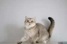 スコティッシュストレート【愛知県・女の子・2025年7月15日・ブラックゴールデンシェーデッド&ホワイト】の写真6