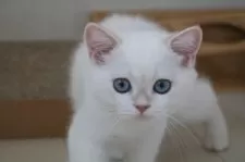 ブリティッシュショートヘア【愛知県・男の子・2025年6月1日・シールゴールデンチンチラポイント】の写真9