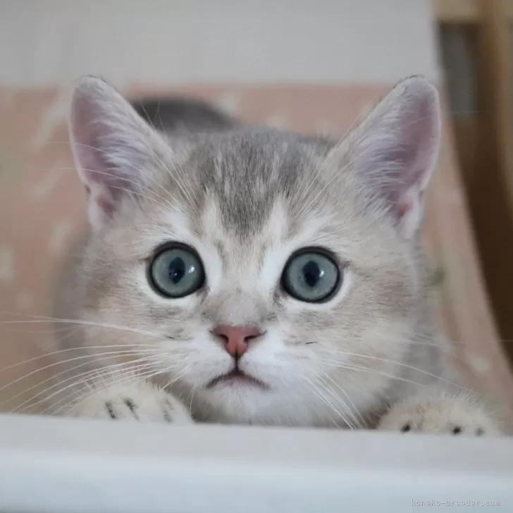 ID:2505-00173の子猫