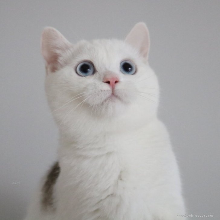 ブリーダー画像