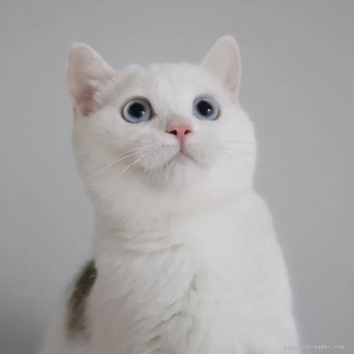 スコティッシュストレート【愛知県・男の子・2025年7月15日・チョコレートティックドタビー&amp;ホワイト】の写真1「頭の柄がとってもキュート♪頭のてっぺんにゴマ付いてます( ´ー`)←柄ですw」