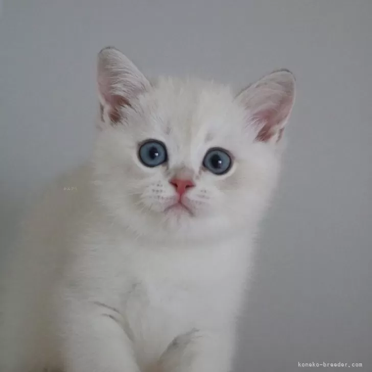 ID：2505-01876の子猫