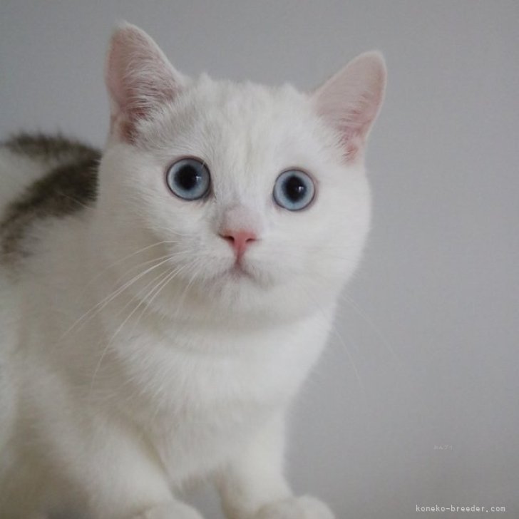 ブリーダー画像