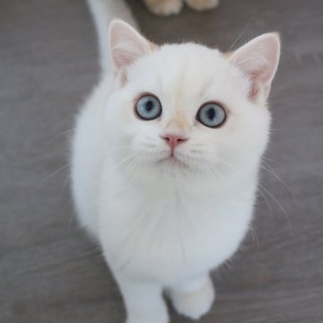 ブリティッシュショートヘア【愛知県・女の子・2025年6月1日・シールゴールデンチンチラポイント】の写真「ママ似の美人(*^^*)当日お迎え可能」