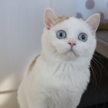 スコティッシュストレート【愛知県・女の子・2025年7月15日・チョコレートゴールデンシェーデッド&ホワイト】の写真「青い目のかわいい女の子♪当日お迎え可能」