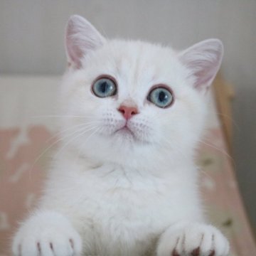 ブリティッシュショートヘア【愛知県・女の子・2025年4月18日・ライラックミンクゴールデンクラシックタビー】の写真「とっっってもめずらしい毛色です(*^^*)」