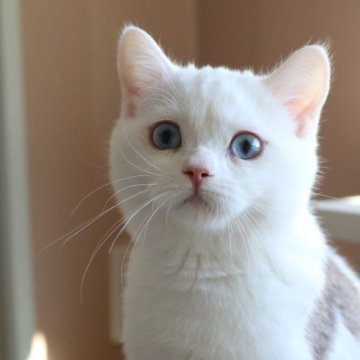 スコティッシュストレート【愛知県・男の子・2025年7月15日・チョコレートティックドタビー&ホワイト】の写真「ブルーの瞳♪見学と同時にお迎え可能です♪」