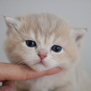 ブリティッシュショートヘア【愛知県・男の子・2025年11月17日・ライラックゴールデンシェーデッド】の写真「お顔まんまる兄妹で一番ガタイの良い男の子♪」