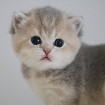 ブリティッシュショートヘア【愛知県・女の子・2025年11月17日・ブルーゴールデンシェーデッド】の写真「お顔まんまるの抜群に可愛い女の子♪」