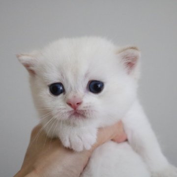 ブリティッシュショートヘア【愛知県・男の子・2025年6月1日・シールゴールデンシェーデッドポイント】の写真「むちむちまんまるパパそっくり(*^^*)」