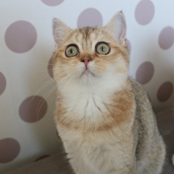 スコティッシュストレート【愛知県・女の子・2025年7月15日・ブラックゴールデンシェーデッド&ホワイト】の写真「ペチャ顔のかわいこちゃん♪見学の際にお迎え可能です」