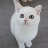 ブリティッシュショートヘア