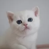 ブリティッシュショートヘア
