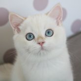 ブリティッシュショートヘア