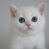 ブリティッシュショートヘア